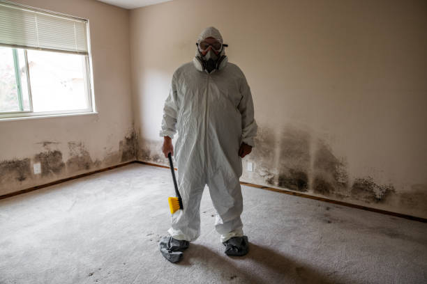 Best Residential Mold Remediation in Paulding, OH