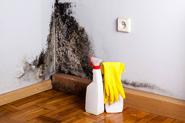 Best Black Mold Remediation in Paulding, OH